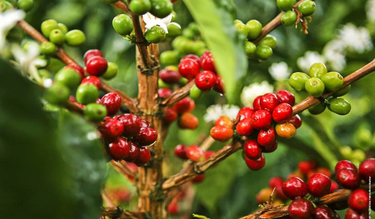 Broca en el café: Aumenta la aparición de broca en el café producto de las lluvias