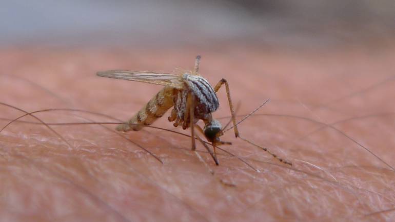 El zancudo que transmite el Zika es el mismo del dengue y el chicungunya.