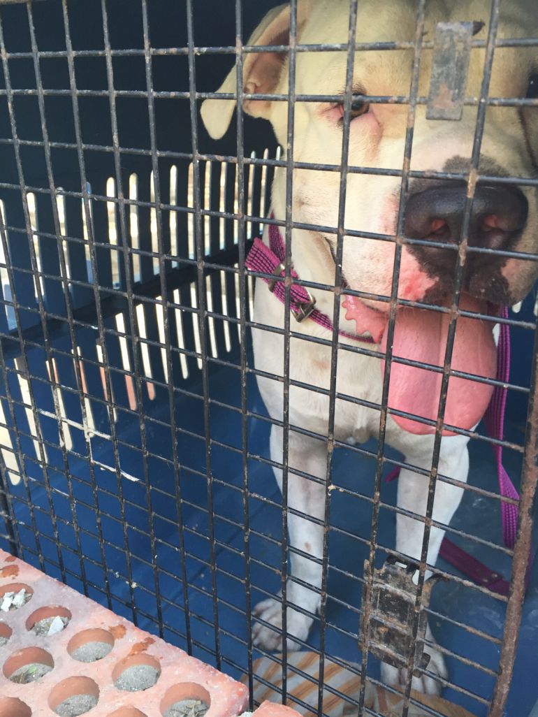 Bebé de 15 días de nacido murió al ser atacado por un perro