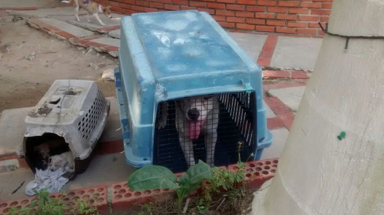 Perro que causó la muerte a bebé quedó a disposición de Secretaría de Salud de Barranquilla