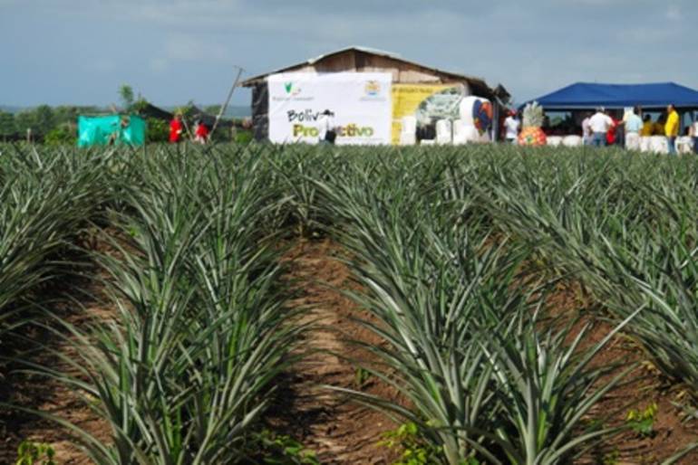 Primer embarque de piña cultivada en Bolívar se hará hacia Holanda