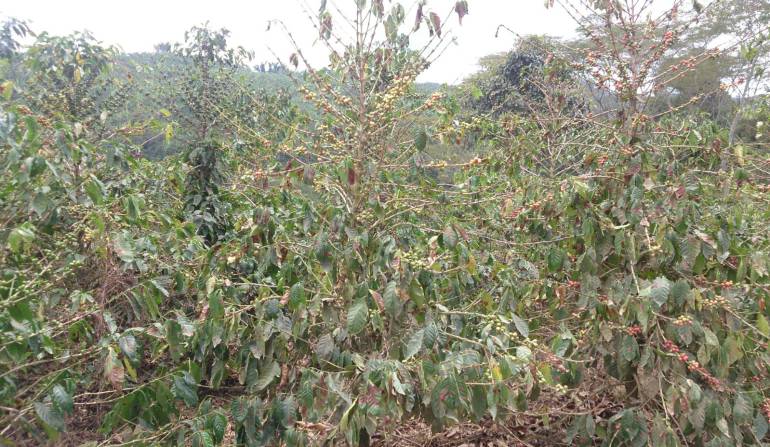 Producción de café de Caldas tiene una infestación de broca del 20%