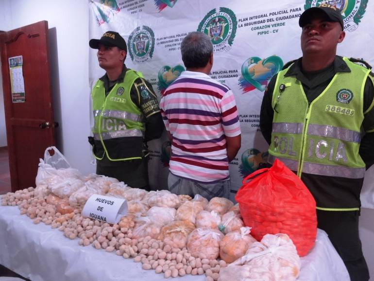 Doce mil huevos de iguana fueron decomisados por la policía en Bolívar