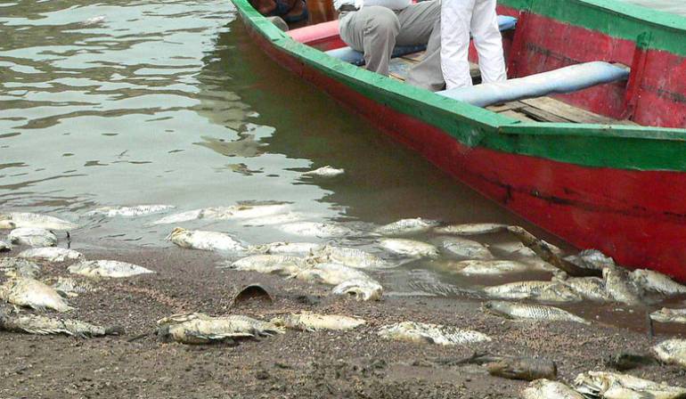 No acaba la tragedia ambiental por muerte de peces en el Lago Sochagota de Paipa, Boyacá: No acaba la tragedia ambiental por muerte de peces en el Lago Sochagota de Paipa, Boyacá