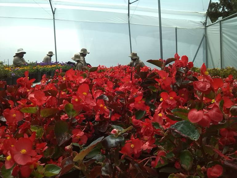 Cultivos de flores del oriente de Antioquia.