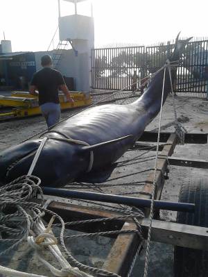 delfín Tolú Sucre: Muere un delfín gris que encalló en las playas de Tolú en Sucre delfín Tolú Sucre: Muere un delfín gris que encalló en las playas de Tolú en Sucre