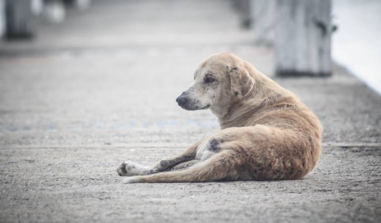 Mascotas abandonadas: Barbosa recibe 450 kilos de alimento para perros y gatos abandonados