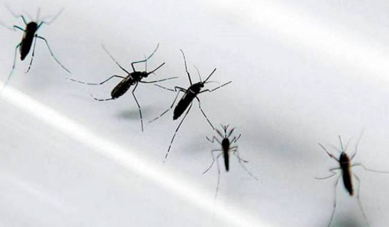 Casos de zika en Cartagena están disminuyendo: departamento de salud