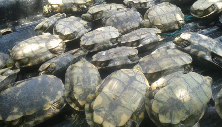 Policía ambiental y CRA decomisan y liberan más de 50 hicoteas
