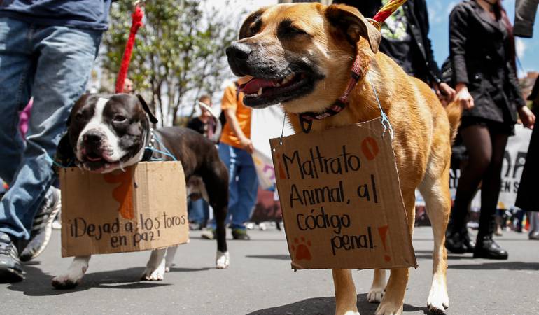 Bogotá tiene gerente para defender los derechos de los animales