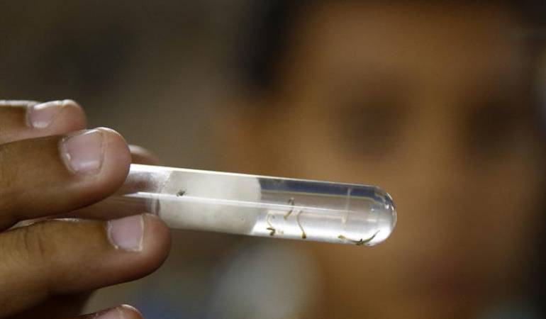 Aumentan los casos de Zika en Caldas