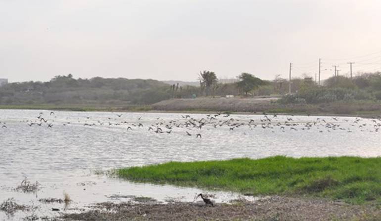 Anuncian medidas para controlar cerramientos indebidos en lago El Cisne