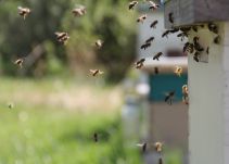 Niños de colegio rural de Puerto Boyacá fueron víctimas de ataque de abejas