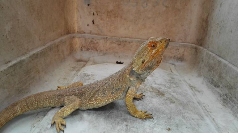 Descubren en Sevilla, Valle, tráfico de dragones australianos