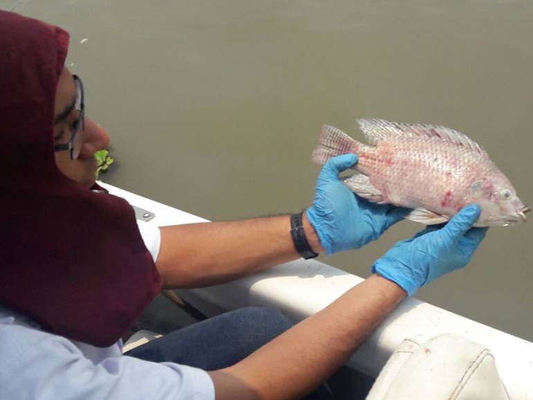 Plaguicida habría sido causante de mortandad de peces en cienaga de Bolívar: Plaguicida habría sido causante de mortandad de peces en cienaga de Bolívar