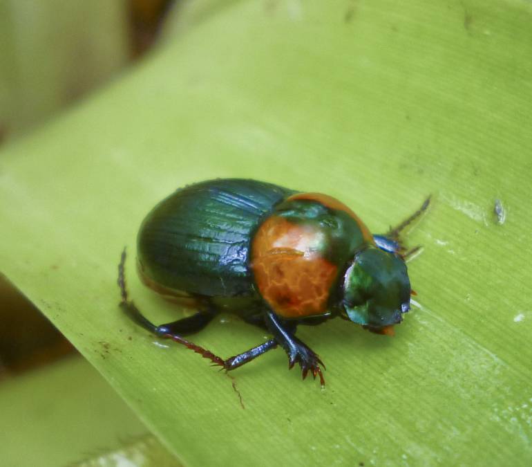 Biólogos del Instituto Humboldt descubrieron la nueva especie en el páramo de Bijagual en Boyacá.: Encuentran nueva especie de escarabajo en un páramo de Boyacá