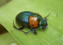 Encuentran nueva especie de escarabajo en un páramo de Boyacá