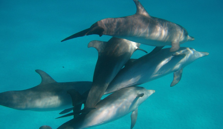 Animales se adueñan de las ciudades: Delfines se adueñan del Bósforo, mientras el coronavirus silencia Estambul