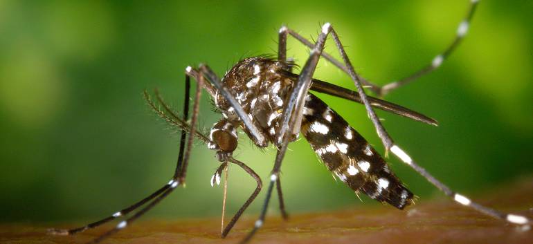 Casos zika: Gobierno estima que se presentarán 120.000 casos de zika en el país