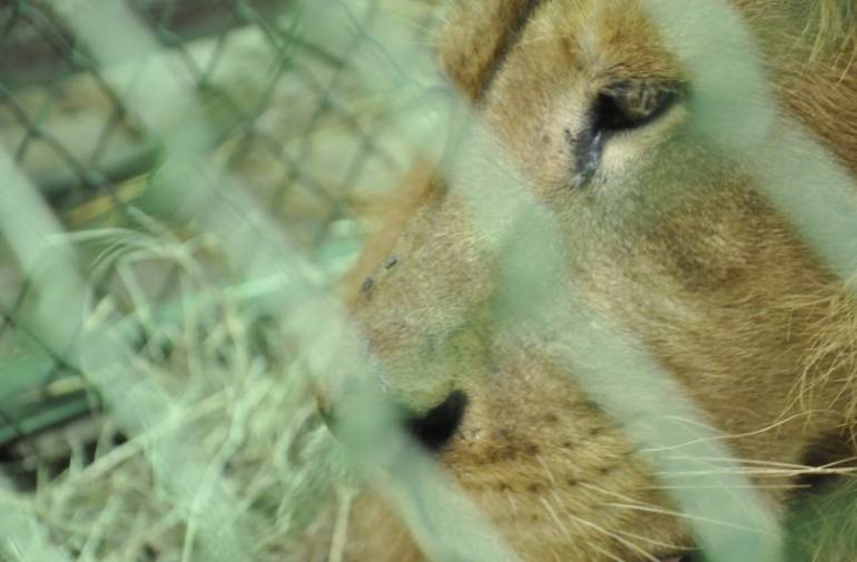 De Colombia saldrá un avión cargado de leones