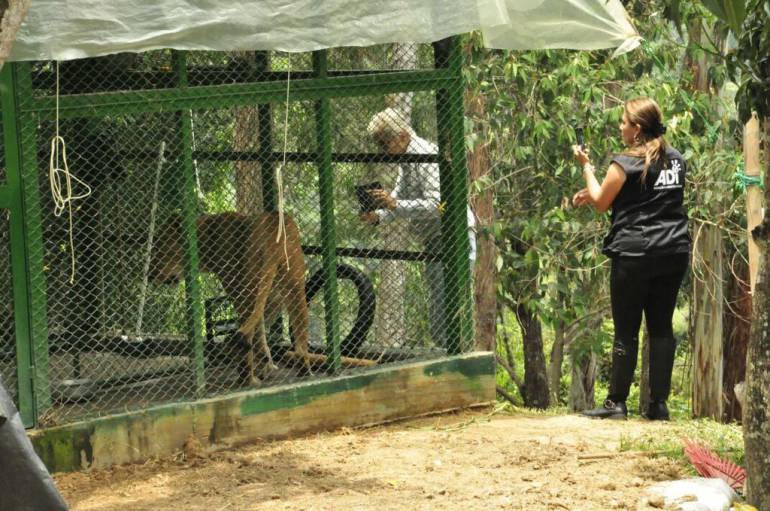 Inició la operación: Espíritu de libertad, que lleva 9 leones de Bucaramanga a Sudáfrica