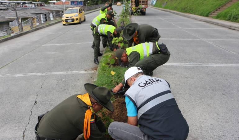Siembran 200 árboles en Manizales