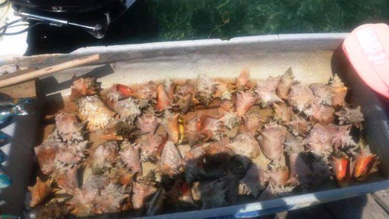 Recuperadas especies protegidas en Islas del Rosario: Recuperadas especies protegidas en Islas del Rosario