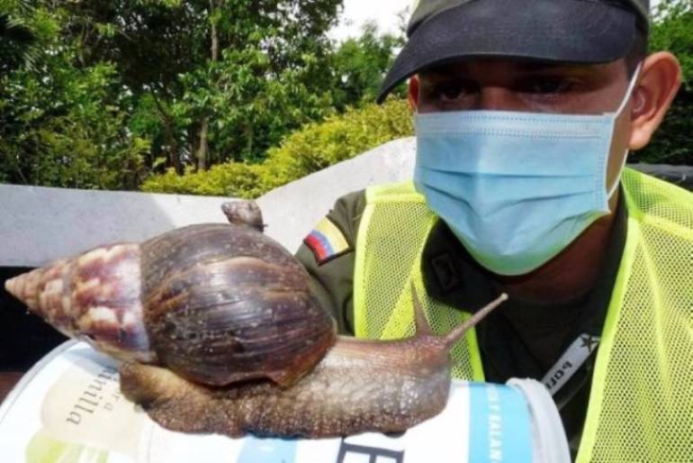 Autoridades hacen control para evitar presencia del caracol africano en Cartagena: Autoridades hacen control para evitar presencia del caracol africano en Cartagena