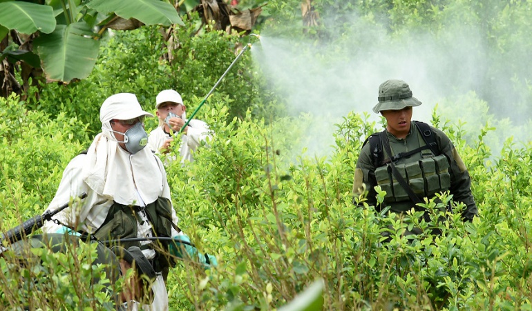 Fumigación de cultivos ilícitos manual con glifosato.: Fumigación de cultivos ilícitos disminuiría violencia en el Catatumbo: gobernador Norte de Santander