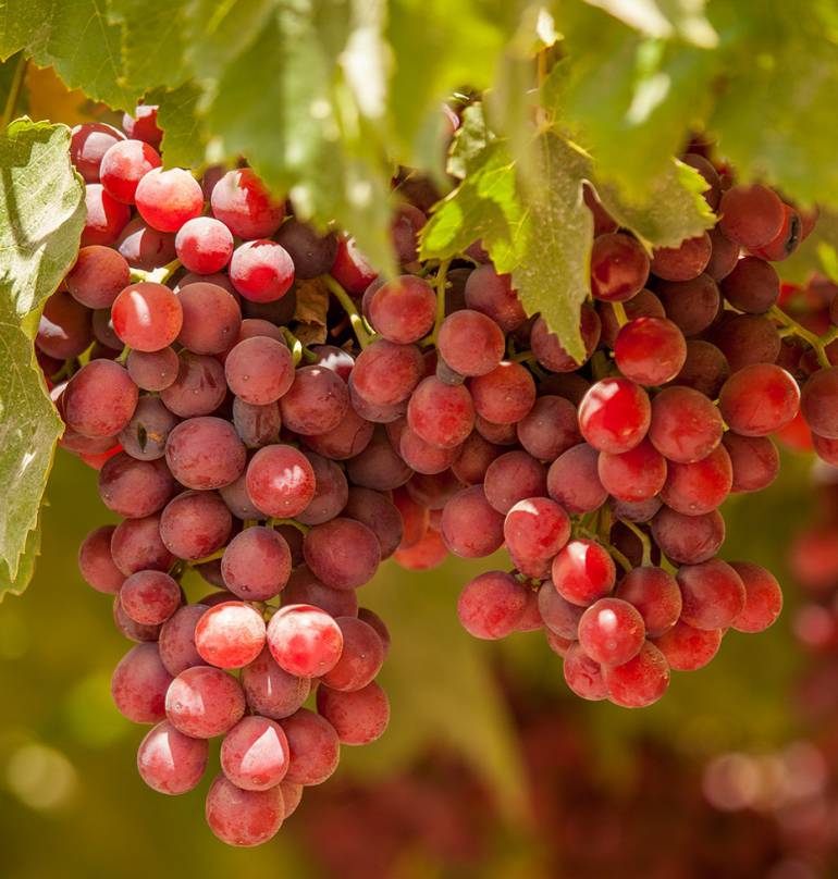 Ingenios Valle: Manuelita se consolida como exportador de uvas en Perú