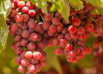 Manuelita se consolida como exportador de uvas en Perú