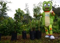 1.100 árboles sembró la Empresa de Energía del Quindío, Edeq, en el departamento en 2015