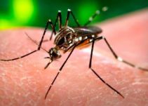 En el Valle 17 bebes con malformaciones congénitas por Zika