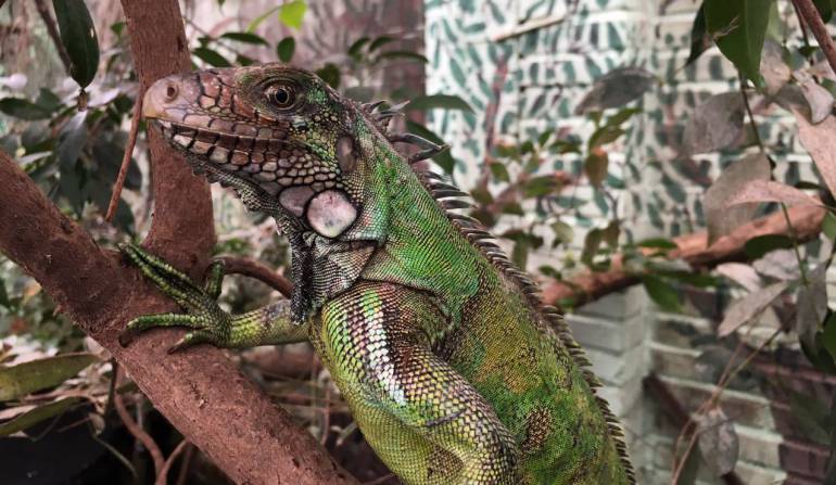 animales silvestres Bogotá: 122 animales silvestres incautados en Bogotá serán devueltos a su hábitat natural