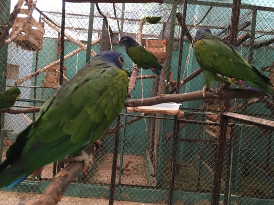 animales silvestres Bogotá: 122 animales silvestres incautados en Bogotá serán devueltos a su hábitat natural animales silvestres Bogotá: 122 animales silvestres incautados en Bogotá serán devueltos a su hábitat natural