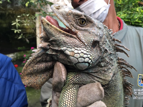 animales silvestres Bogotá: 122 animales silvestres incautados en Bogotá serán devueltos a su hábitat natural animales silvestres Bogotá: 122 animales silvestres incautados en Bogotá serán devueltos a su hábitat natural