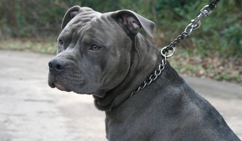 Brutal ataque de un perro pitbull dejó a un niño de 7 años sin orejas en Boyacá: Brutal ataque de un perro pitbull dejó a un niño de 7 años sin orejas en Boyacá
