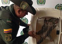 Incautan puercoespín que se ofertaba en una plaza pública de Ocaña