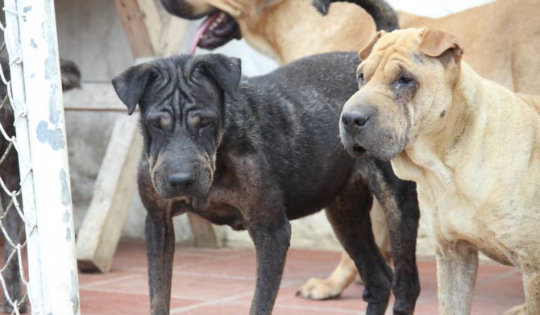 Las obras del Centro de Bienestar Canino en Duitama iniciarían para el 2017: Las obras del Centro de Bienestar Canino en Duitama iniciarían para el 2017