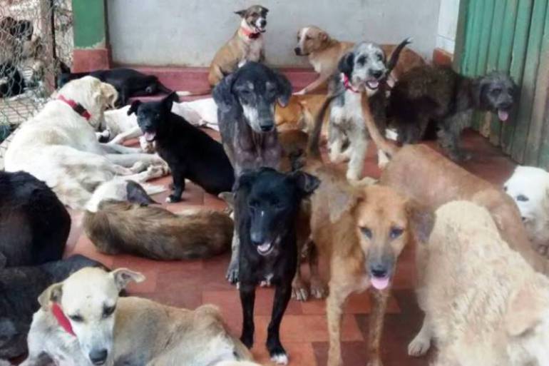 Bolívar contará con centro de protección y atención para animales desamparados: Bolívar contará con centro de protección y atención para animales desamparados