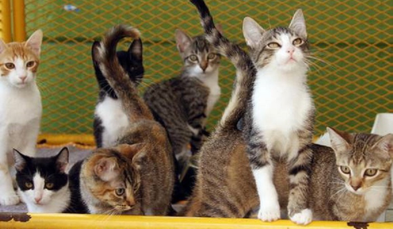 Esterilización de perros y gatos en Bogotá: En 33% han aumentado cifras de esterilización de perros y gatos en Bogotá