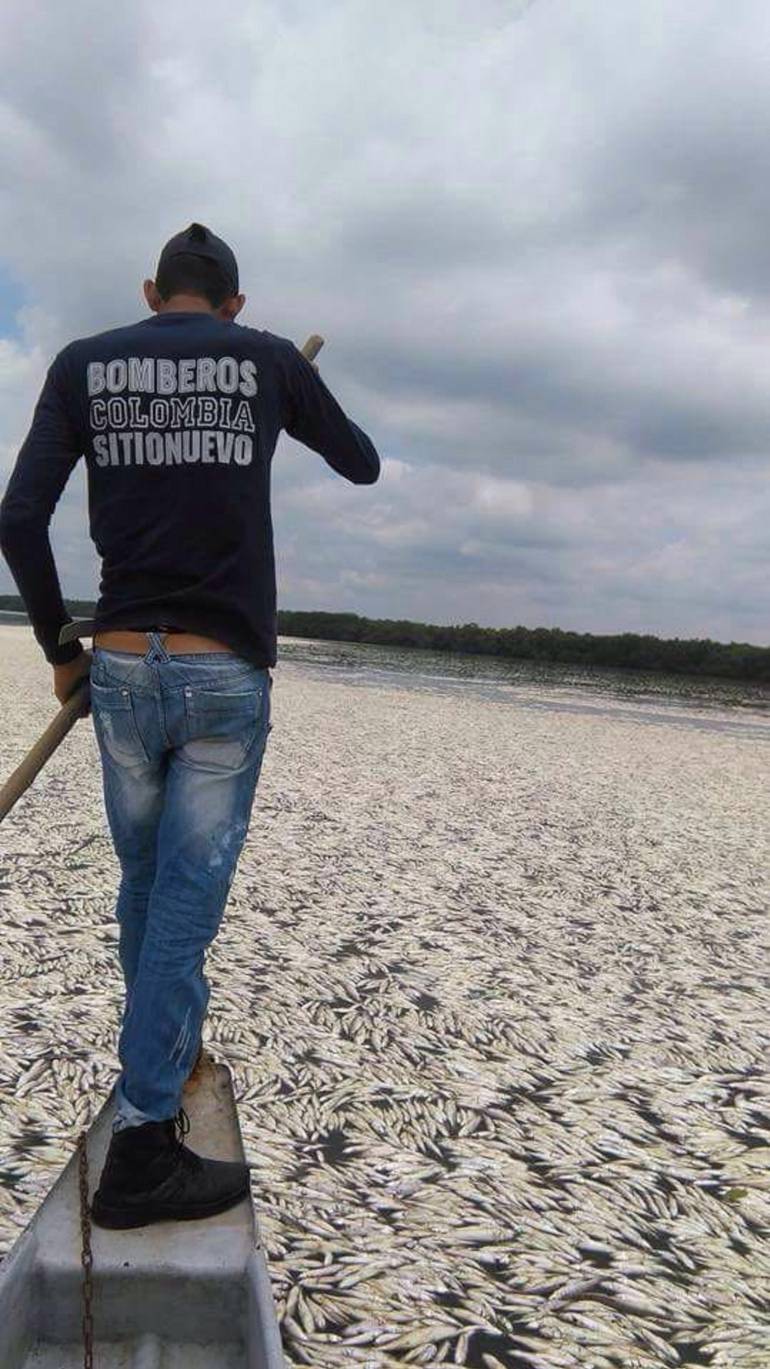 Otra mortandad de peces en Ciénaga Grande de Santa Marta