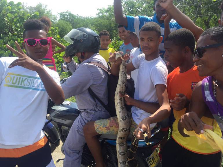 Encuentran boa constrictora merodeando viviendas de la Cienaga de la Virgen: Encuentran boa constrictora merodeando viviendas de la Cienaga de la Virgen
