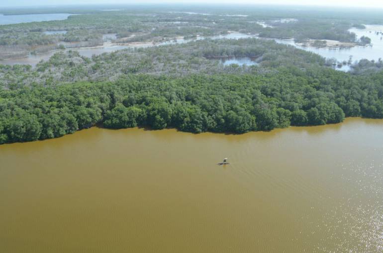 Falta de oxígeno provocó mortandad de peces en Ciénaga Grande