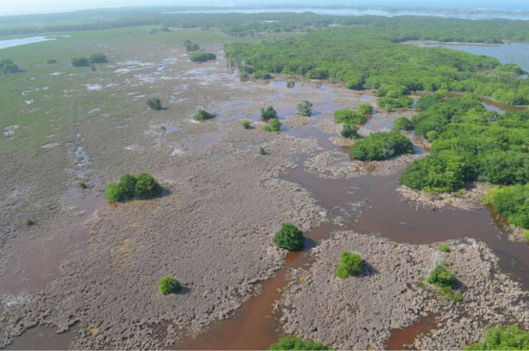 Nueva mortandad de peces en Ciénaga Grande de Santa Marta