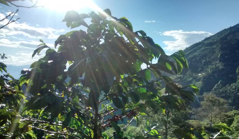 café, cosecha, Manizales, Caldas: En septiembre empezará la cosecha cafetera en Caldas