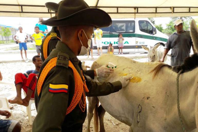 48 equinos fueron atendidos por la policía de carabineros de Cartagena: 48 equinos fueron atendidos por la policía de carabineros de Cartagena