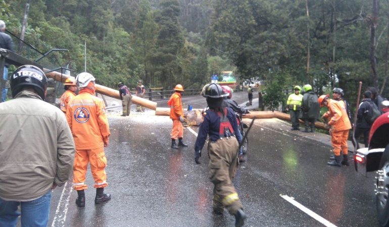 Arboles Bogotá: En lo corrido del año se han caído 288 árboles en Bogotá: Secretaría de Ambiente