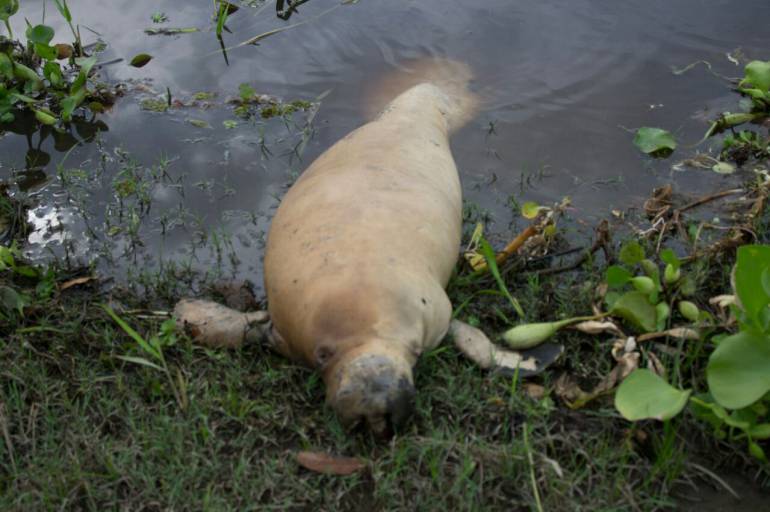 Encuentran muerto un manatí que es una especie en vía de extinción