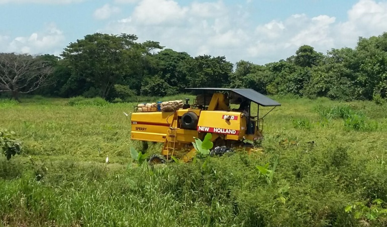 Desperdicio de arroz: Más de 2.000 hectáreas de arroz se pierden en la Mojana por falta de maquinaria